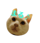 ねこ！ねこ！2（個別スタンプ：6）