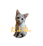 ねこ！ねこ！2（個別スタンプ：7）