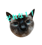 ねこ！ねこ！2（個別スタンプ：8）