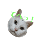 ねこ！ねこ！2（個別スタンプ：9）