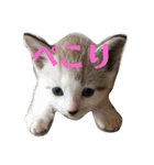 ねこ！ねこ！2（個別スタンプ：10）