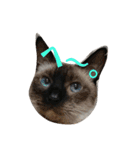 ねこ！ねこ！2（個別スタンプ：11）
