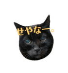 ねこ！ねこ！2（個別スタンプ：12）
