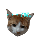 ねこ！ねこ！2（個別スタンプ：13）