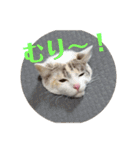 ねこ！ねこ！2（個別スタンプ：14）