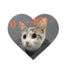 ねこ！ねこ！2（個別スタンプ：16）