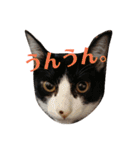 ねこ！ねこ！2（個別スタンプ：17）