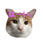 ねこ！ねこ！2（個別スタンプ：18）