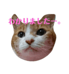 ねこ！ねこ！2（個別スタンプ：19）