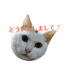 ねこ！ねこ！2（個別スタンプ：20）