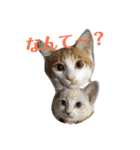 ねこ！ねこ！2（個別スタンプ：21）