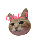 ねこ！ねこ！2（個別スタンプ：22）