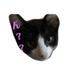 ねこ！ねこ！2（個別スタンプ：23）