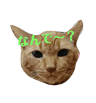 ねこ！ねこ！2（個別スタンプ：24）