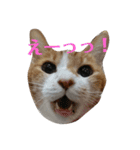 ねこ！ねこ！2（個別スタンプ：27）