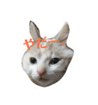 ねこ！ねこ！2（個別スタンプ：28）
