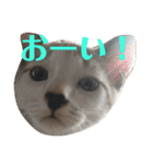ねこ！ねこ！2（個別スタンプ：29）