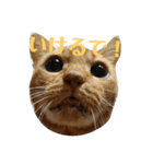ねこ！ねこ！2（個別スタンプ：30）