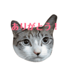 ねこ！ねこ！2（個別スタンプ：31）
