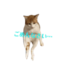 ねこ！ねこ！2（個別スタンプ：32）