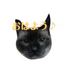 ねこ！ねこ！2（個別スタンプ：33）