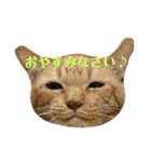 ねこ！ねこ！2（個別スタンプ：34）