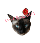ねこ！ねこ！2（個別スタンプ：35）