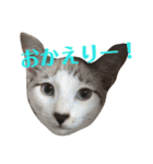 ねこ！ねこ！2（個別スタンプ：36）