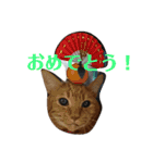 ねこ！ねこ！2（個別スタンプ：37）