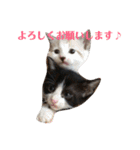 ねこ！ねこ！2（個別スタンプ：38）