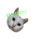 ねこ！ねこ！2（個別スタンプ：39）
