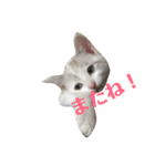 ねこ！ねこ！2（個別スタンプ：40）