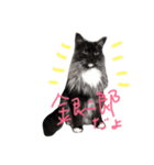 ぼく銀二郎（個別スタンプ：1）