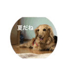 あのハルです（個別スタンプ：12）
