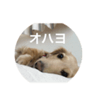 あのハルです（個別スタンプ：15）