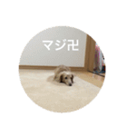 あのハルです（個別スタンプ：22）