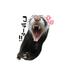 ferret❤︎（個別スタンプ：1）