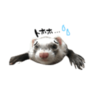 ferret❤︎（個別スタンプ：2）
