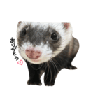 ferret❤︎（個別スタンプ：4）