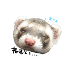ferret❤︎（個別スタンプ：5）