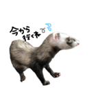 ferret❤︎（個別スタンプ：6）