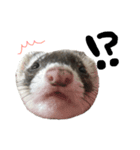 ferret❤︎（個別スタンプ：7）
