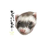 ferret❤︎（個別スタンプ：8）