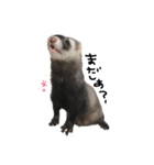 ferret❤︎（個別スタンプ：9）