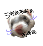 ferret❤︎（個別スタンプ：10）