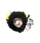 ferret❤︎（個別スタンプ：12）