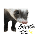 ferret❤︎（個別スタンプ：13）