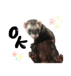 ferret❤︎（個別スタンプ：14）