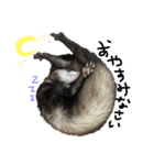 ferret❤︎（個別スタンプ：15）