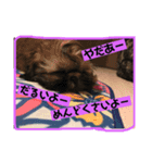 ぶんちゃんの足跡（個別スタンプ：8）